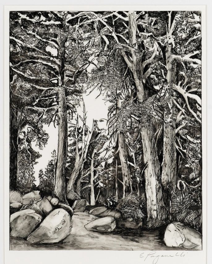 Pen Drawings of the Forest for Sale Liz Paganelli Fine Art